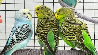 Budgies Love This Music 🎵 Happy Chirping Sounds