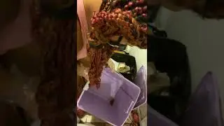 Sorting dubia roaches 🤮