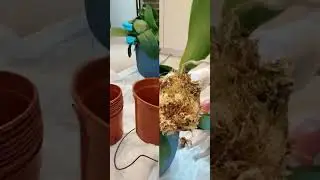 repotting orchid #shorts #orchid #flowers #myversion #revive #plants
