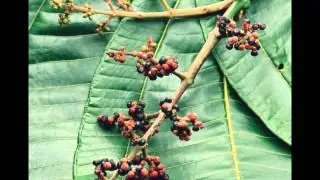Miconia Far North Coast Weeds