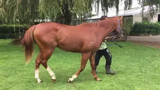 Toorak Toff (AUS) x My Secret Luv (AUS) Parallel Walk @Spell Farm in Feb 18