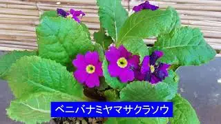 3月の庭の花 ２