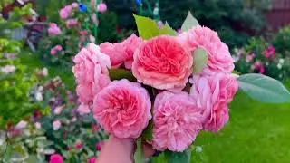 🌹Розы в моём Сибирском саду 🌹Дача НСО Новосибирск 2025 июнь 🌹