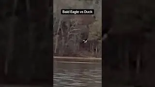 This bald eagle is chasing a duck #baldeagle #waterfowl #duck #hunting #duckhunting