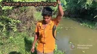 Amazing Murrel fish catching || Unbelievable ! Cat fish || @Chennaipasangafishing ! Chennai fishing