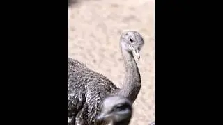 Cute Darwin&rsquo;s Rhea #darwin #birds