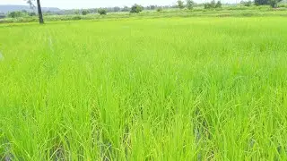 เตรียมแปลงนาและระดับน้ำก่อนตัดใบข้าว
