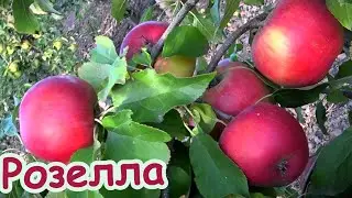 Яблоня РОЗЕЛЛА: имунный сорт с высокой урожайностью и привлекательностью плодов