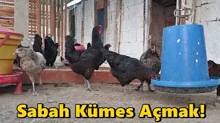 Sabah Kümes Açmak!-Tavukların Yeni Kümesi!/Hertarafa Kireç Attım!#Tavuk#Kümes#Horoz