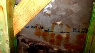 Goldmorr Testing On Black Mold