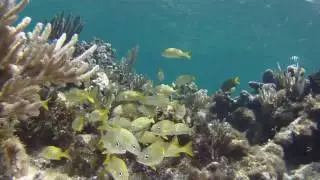 ABACO.mp4