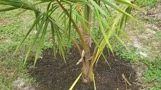 differences between tall and dwarf coconut palms.