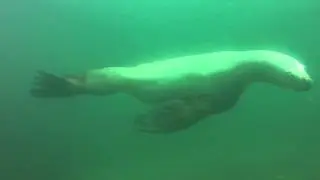 Sea Lions at Norris Rock - Hornby Island