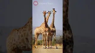 ஒட்டகச்சிவிங்கி பற்றிய வியப்பூட்டும் விடயங்கள் | Facts of Giraffe Tamil | Voice of Raaz | #shorts