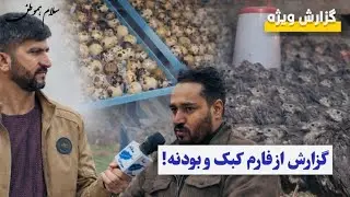 فارم کبک و بودنه در ولایت هرات هر روز بیشتر میشود 