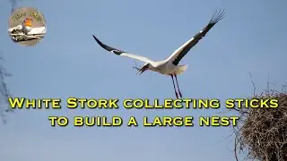 White Stork gathering sticks to build a large nest - France