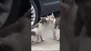 cats and their quirky behaviors #animalmemes #animalmoments #animalsbeingderps #animalsdoingthings