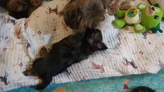 Shih Tzu momma playing with her puppy. Honks and Oinks Shih Tzu Puppy Sounds! 🥰