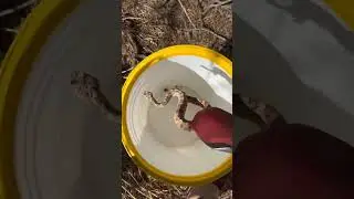 Выпуск гремучей змеи Sidewinder