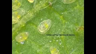 Bemisia tabaci whitefly development