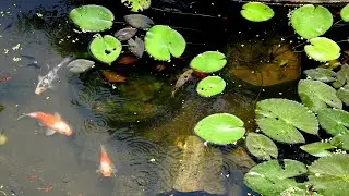 Releasing koi carp and molly fish in my  backyard pond
