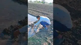 hard work in farm #work #farming #agriculture #village #life