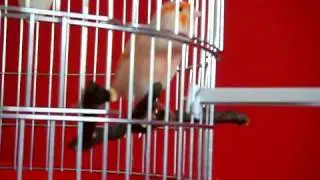 Male mosaic Canary singing, kuku singing mozaikowe