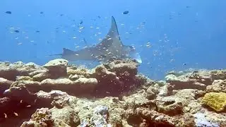 FESDU LAGOON: MANTA POINT #maldives 2022 #immersione