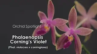 Phalaenopsis Corning's Violet (Phal. violacea &times; corningiana) // Orchid Spotlight