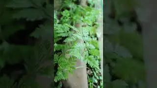 Overview of a miniature fern forest