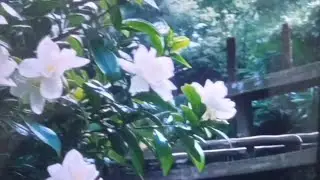 አሰላሙአሊኩምወረህመቱሏሂወበረካቱ  @🌿🌺 እየኖርክ  ስራ  እጅ   እየሞት  አትስራ  @😍🌺🌿