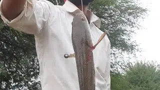 big snakehead fish easy fishing