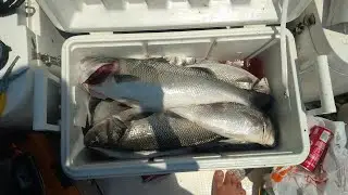 TEKNEDEN JİGLE 10KG BALIK TUTTUK