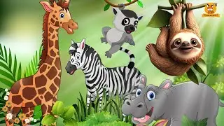 Discover Animal Sounds: Giraffe, Zebra, Hippo, Sloth, Lemur, Meerkat - Animal Sounds