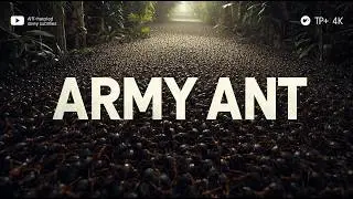Army Ant | The Living Swarm That Devours Everything