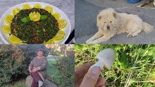طلعنا احلى رحله تحويش خبازه طريقة عمل الخباز - 😋😀جربوا تاكلوه مفيد جدا🍀☘️🍂