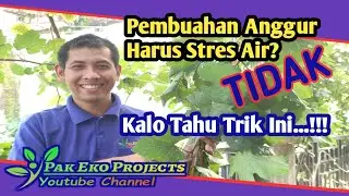 Tips Pembuahan Anggur Import Tanpa Stres Air di Musim Hujan