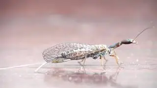 Верблюдка (Raphidioptera)