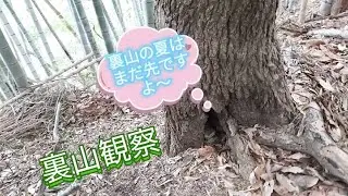 【昆虫採集】裏山観察、夏はもう少し先ですね🎵