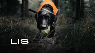 Kleiner Münsterländer - Sneppejæger (Lis)