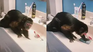 Monkey Caught Cleaning The Bathroom Sink || WooGlobe