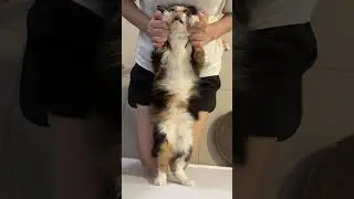 Cat dance #tiktok #cat #animaldance #reels #catdance #cats #cute #catvideos #youtubeshorts