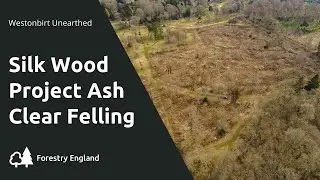 Silk Wood Project - Ash Clear Felling