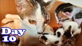 Day 10 Cimol Mom Cat and 3 Newborn Kittens : Fish Bone stuck in mom's jaw