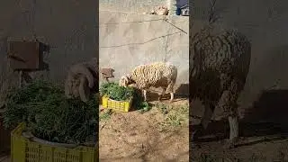 كبش أقرن