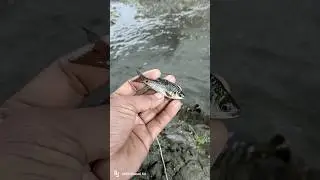 🌊Small Mini Pond, Big Fish Amazing Catch! #fishingworld #fish #fishingequipment #fishingdaily #sea