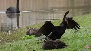Darter (M), Pacific Black Duck,  Gympie Qld