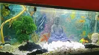 New Aquarium Setup #goldfish #decoration #showpiece #aquarium