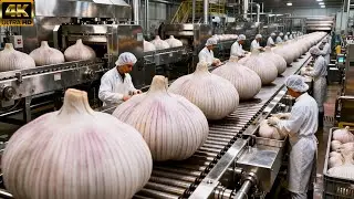 Inside a Modern Garlic Powder Factory: From Fresh Garlic to Fine Dust Powder (Full Process)