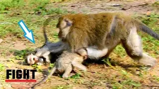 OMG! SO TERRIFIED & PITIFUL POOR BABY QUINTON SCREAMING LOUDLY COS MUCH HURT DUE TO OLD KING MONKEY.